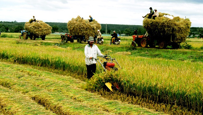 Nông nghiệp hội nhập: Vai trò chủ đạo của doanh nghiệp