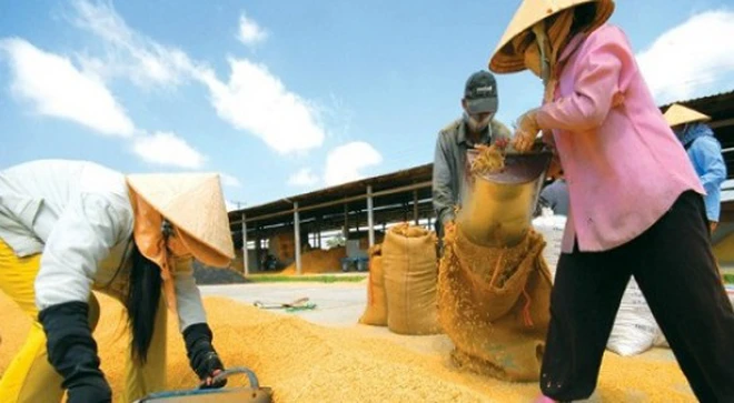 Gạo Việt Nam từng bước tiến vào thị trường châu Âu