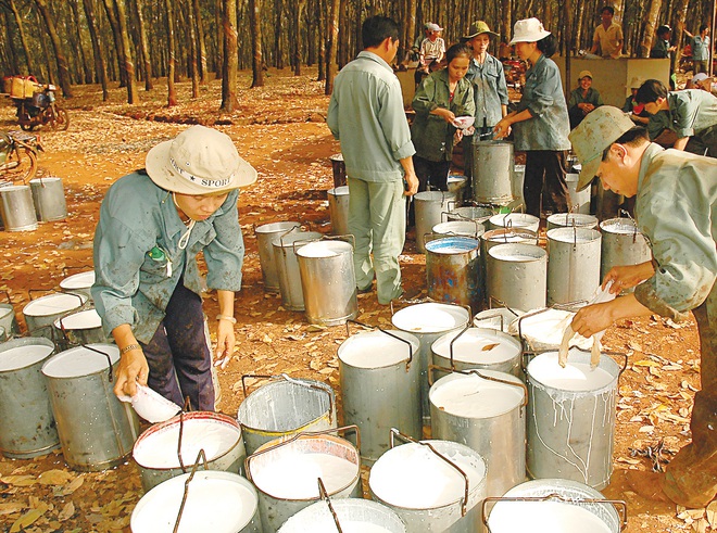 Cao su Hòa Bình: Thanh lý cây cao su đem lại lợi nhuận khủng cho quý I