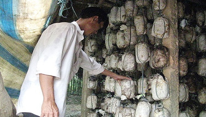 Nhiều trại sản xuất nấm ở xã Sông Trầu, huyện Trảng Bom, tỉnh Đồng Nai phải bỏ hoang do sản phẩm không tiêu thụ được