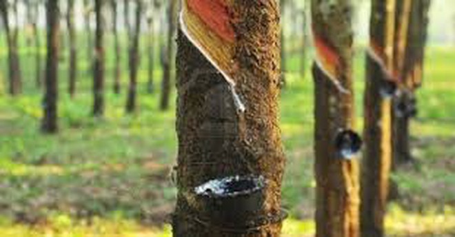 DPR: 6 tháng LNST đạt gần 75 tỷ đồng, chỉ bằng 1/2 cùng kỳ - DPRa.jpg DPR: 6 tháng LNST đạt gần 75 tỷ đồng, chỉ bằng 1/2 cùng kỳ - DPRa.jpg