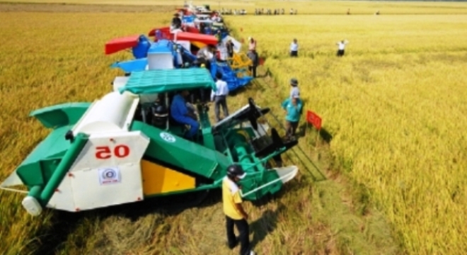 Nghị quyết 01: Chính phủ khuyến khích phát triển vùng nông nghiệp quy mô lớn