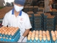 TP.HCM: 72 cơ sở trứng gia cầm có thể đóng cửa