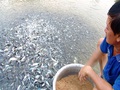 Cá tra giống tồn đọng khiến cho người nuôi gặp khó