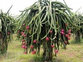 Nông dân Tiền Giang, Long An đổ xô trồng thanh long