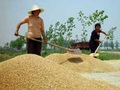 Sẽ mua tạm trữ 1 triệu tấn gạo trong 2 tháng