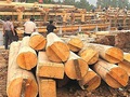 Ngành chế biến gỗ xuất khẩu: Liên kết để phát triển