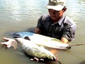 Hàng trăm tấn cá chẽm ế nằm ao