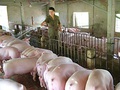 Có giải pháp để người nông dân có lãi trong chăn nuôi