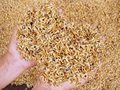 Điều tra vụ bán thóc giống không nảy mầm