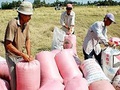 Giá lúa nhích lên nhờ mua tạm trữ