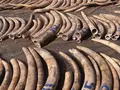 Buôn lậu gần 2,5 tấn ngà voi