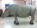 Giấy tờ, hình ảnh tê giác của ông Trầm Bê “được săn ở Nam Phi”