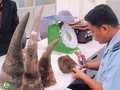 Có bảo kê đưa sừng tê giác vào Việt Nam