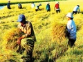 Ba khoảng trống “rủi ro” của nông nghiệp Việt Nam