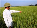Bộ trưởng Cao Đức Phát: "Người trồng lúa không lãi được 30%"