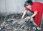 Rắn rớt giá, nguy cơ cả xã “sập” hầm
