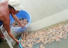 Người nuôi tôm quá lệ thuộc