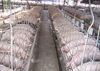 Cơ cấu lại để vực dậy ngành chăn nuôi