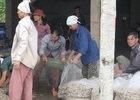 Ế hàng nghìn tấn ngao