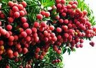 Khơi thông thị trường vải thiều