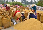 Chưa ngã ngũ chuyện “nhạc trưởng” tạm trữ gạo