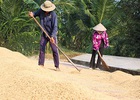 Gạo giá rẻ: không phải lỗi của thời thế