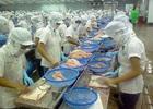 Thủy sản Việt bị cảnh báo kháng sinh cấm