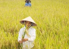 Vẫn còn lối thoát lớn cho xuất khẩu gạo
