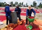 5 tháng, nông nghiệp xuất khẩu đạt trên 10,7 tỷ USD