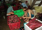 Đeo “gông” cho cua