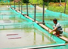 Khá lên nhờ ương nuôi cá lóc giống