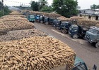 Việt Nam có thể thu về 2 tỷ USD từ xuất khẩu sắn