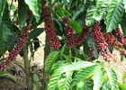 Cà phê mất giá do triển vọng được mùa