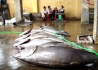 Giải pháp nào cứu” cá ngừ?
