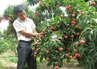 Vải thiều được giá vì... mất mùa