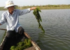Bạc mặt vì cá chết
