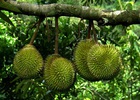 Vườn sầu riêng tàn lụi