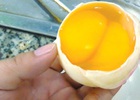 Giải mã “trứng lạ”