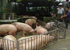 Các tỉnh miền Bắc: Giá lợn “sốt” vì Trung Quốc tăng mua