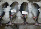 Xuất khẩu cá ngừ Việt Nam khó hồi phục