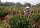 Làng hoa Vĩnh Liêm gấp rút vào vụ Tết
