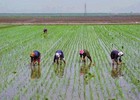 Dân Triều Tiên lại đối mặt nguy cơ thiếu ăn