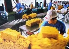 Doanh nghiệp cao su thất vọng trước diễn biến thị trường