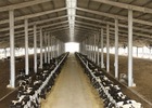 Dự án nông nghiệp vay nghìn tỷ: Nhà băng nào dám mở hầu bao?