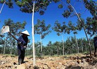 Vì sao bầu Đức gặp ‘vận xui’ với Global Witness?