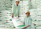 Hoàng Anh Gia Lai đã trồng 10 nghìn ha mía, bắt đầu sản xuất đường vụ mới từ cuối tháng 11
