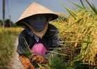 Chuyện thu nhập của sếp Vinafood vào báo cáo gửi Quốc hội