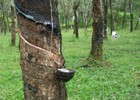 Thanh lý gần hết hàng tồn kho, công ty mẹ VHG lãi ròng 84 tỷ đồng năm 2013