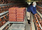 Nuôi gà đẻ trứng phụ thuộc con giống doanh nghiệp FDI